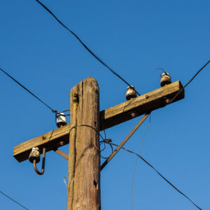 Wooden power pole